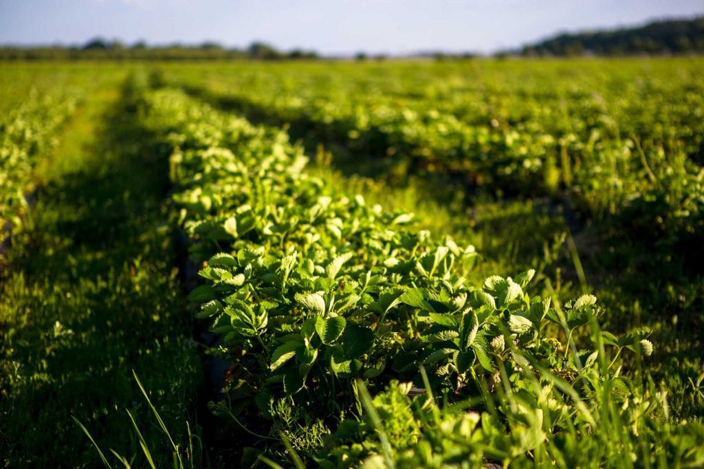 Cover Crops Seed Mix Design Environmental consulting firm based in